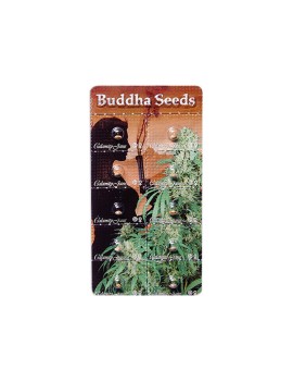 Buddha Calamity Jane Auto - Buddha Seeds