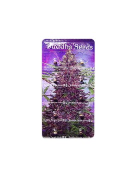 Buddha Purple Kush Auto - Buddha Seeds