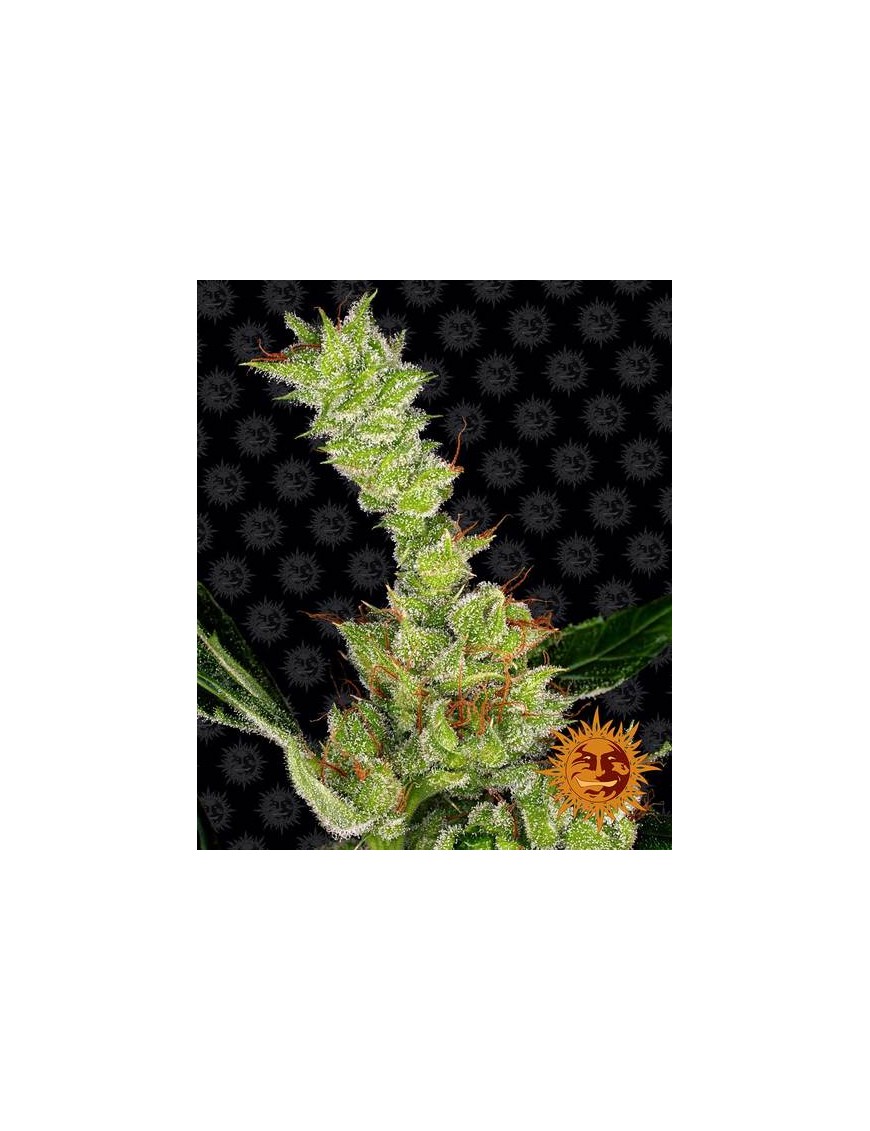 Barney's Farm - Dr. Grinspoon Feminished