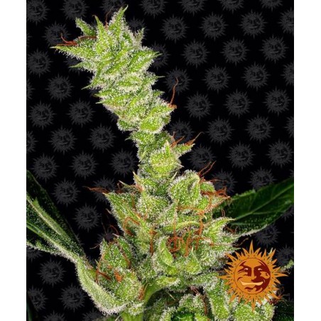 Barney's Farm - Dr. Grinspoon Feminished
