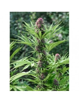 Frisian Dew - Dutch Passion (frequently feminized THC seeds)