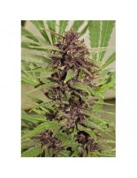 Frisian Dew - Dutch Passion (frequently feminized THC seeds)