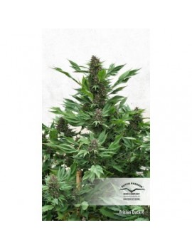 Frisian Duck - Dutch Passion (frequently feminized THC seeds)
