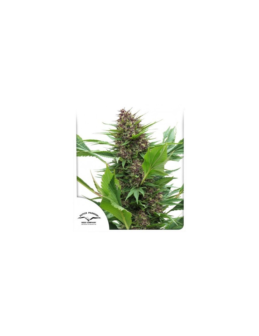 Frisian Duck - Dutch Passion (frequently feminized THC seeds)