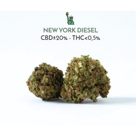 New York Diesel - Scibidì