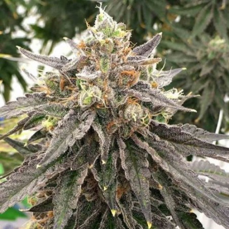 Mouse Trap 12 seeds - Rare Dankness