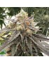 Mouse Trap 12 seeds - Rare Dankness