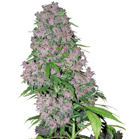 Purple Bud Femminiz. - White Label