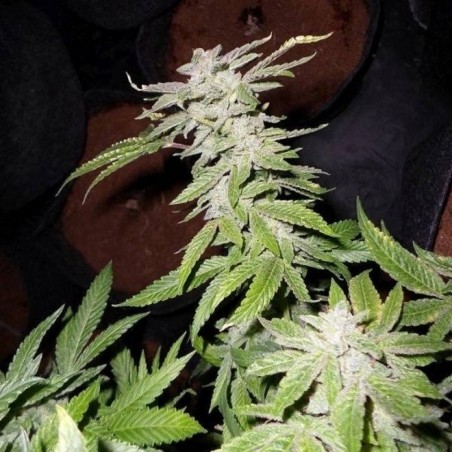 Fromage Blue - Phenofinder Seeds