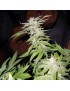 Fromage Blue - Phenofinder Seeds
