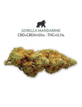 Gorilla Mandarine - We Need...