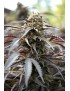 Humboldt Seeds - White Runtz Fast Flowering