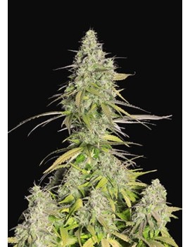 Girl Scout Cookie Auto -...